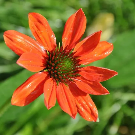 אתר קמפינג Dvor Pod Krikmi