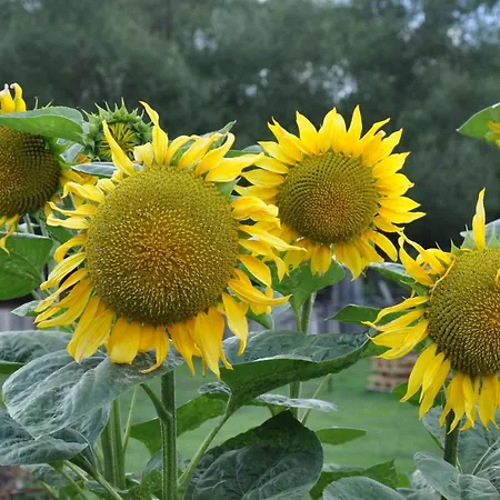 Dvor Pod Krikmi * Spissky Stvrtok