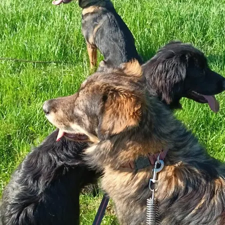 Dvor Pod Krikmi キャンプ場