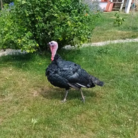 Dvor Pod Kríkmi