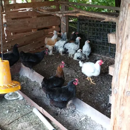 Dvor Pod Krikmi キャンプ場 *