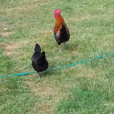 Campsite Dvor Pod Krikmi *