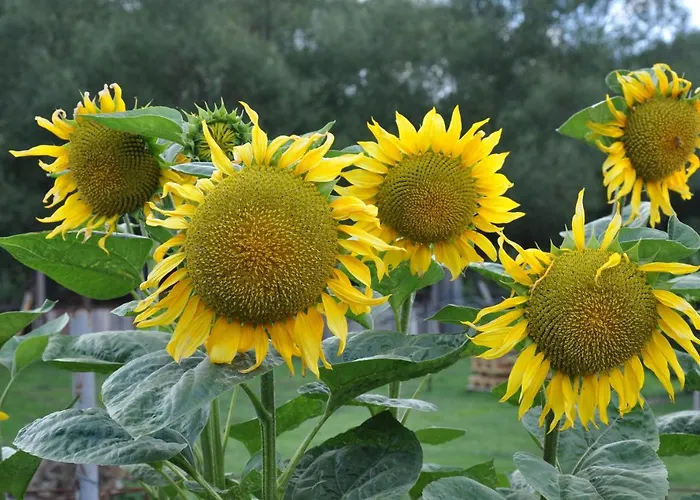 Dvor Pod Krikmi * Spissky Stvrtok