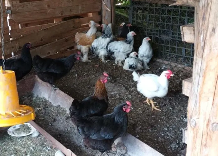 Dvor Pod Krikmi Campsite *